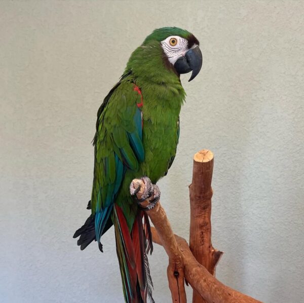 Severe Macaw - Image 3