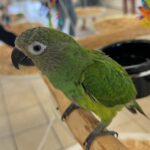 Dusky Conure