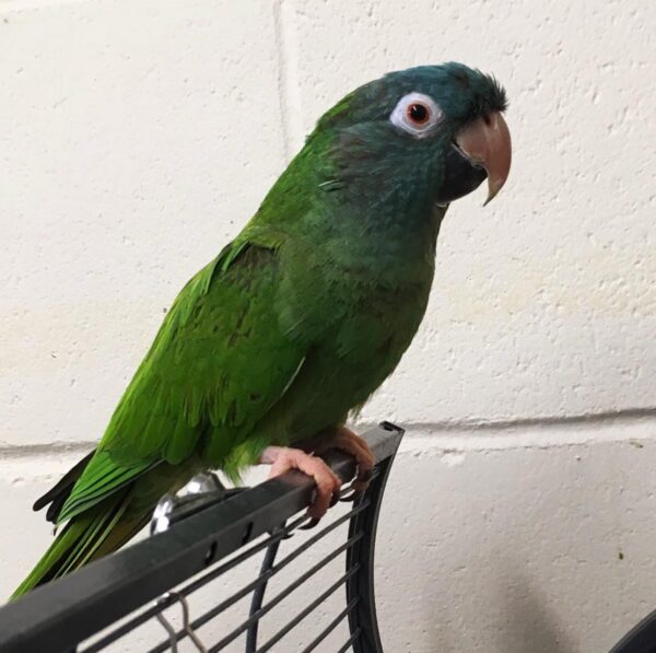Blue Crowned Conure