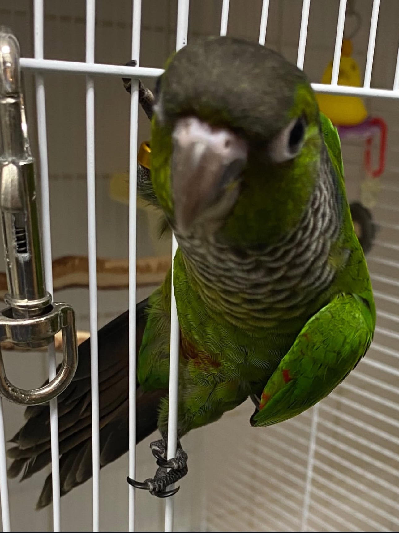 Black Capped Conure - Image 3