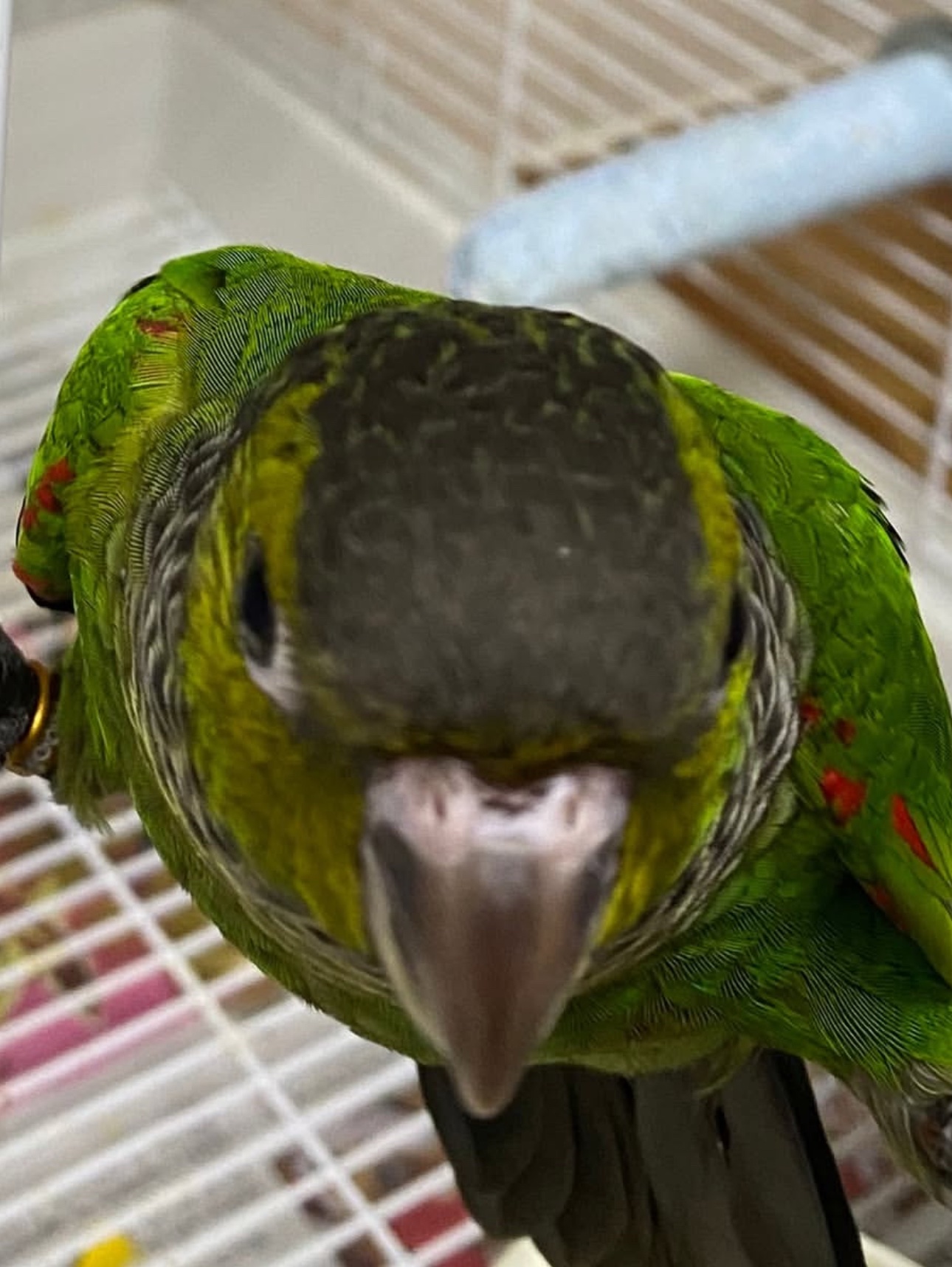 Black Capped Conure - Image 2