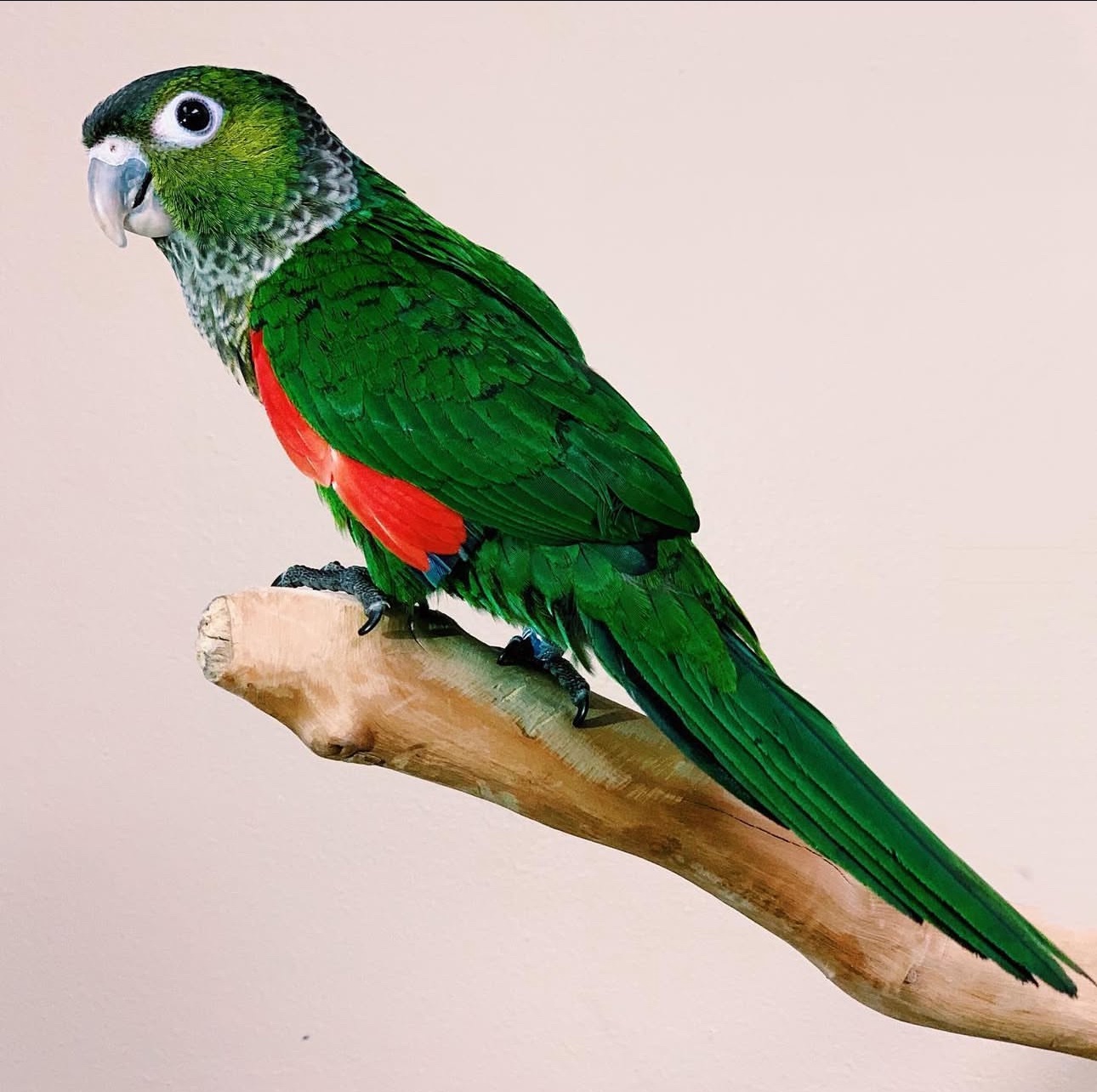 Black Capped Conure - Image 4