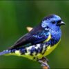 Turquoise Tanager for sale perched on a branch in a tropical aviary