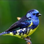 Turquoise Tanager