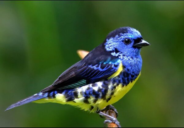 Turquoise Tanager