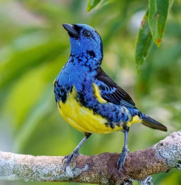 Turquoise Tanager - Image 2