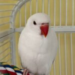 Indian Ring Neck Parrot - White