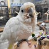 Goffin Cockatoo for sale