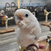 Goffin Cockatoo for sale - Image 3