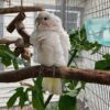 Goffin Cockatoo for sale - Image 2