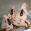 Moluccan Cockatoo for sale - Image 2
