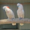 Moluccan Cockatoo for sale