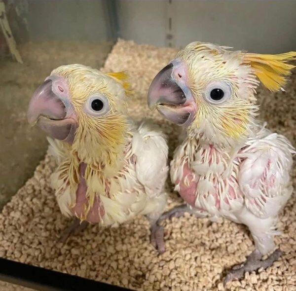 Sulphur-crested Cockatoo for sale