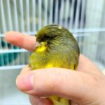 Canary Crested Gloster