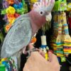 Rose breasted cockatoo for sale - Image 3