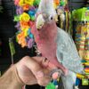 Rose breasted cockatoo for sale - Image 2