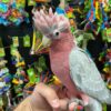 Rose breasted cockatoo for sale