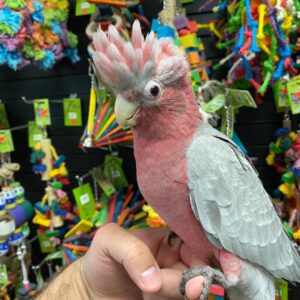 Exotic Bird Sales
