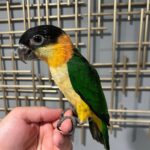 Black Headed Caique