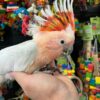 Major Mitchell’s Cockatoo for Sale - Image 3