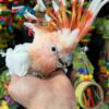 Major Mitchell’s Cockatoo for Sale - Image 2