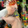 Major Mitchell’s Cockatoo for Sale