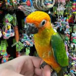 Sun Conure
