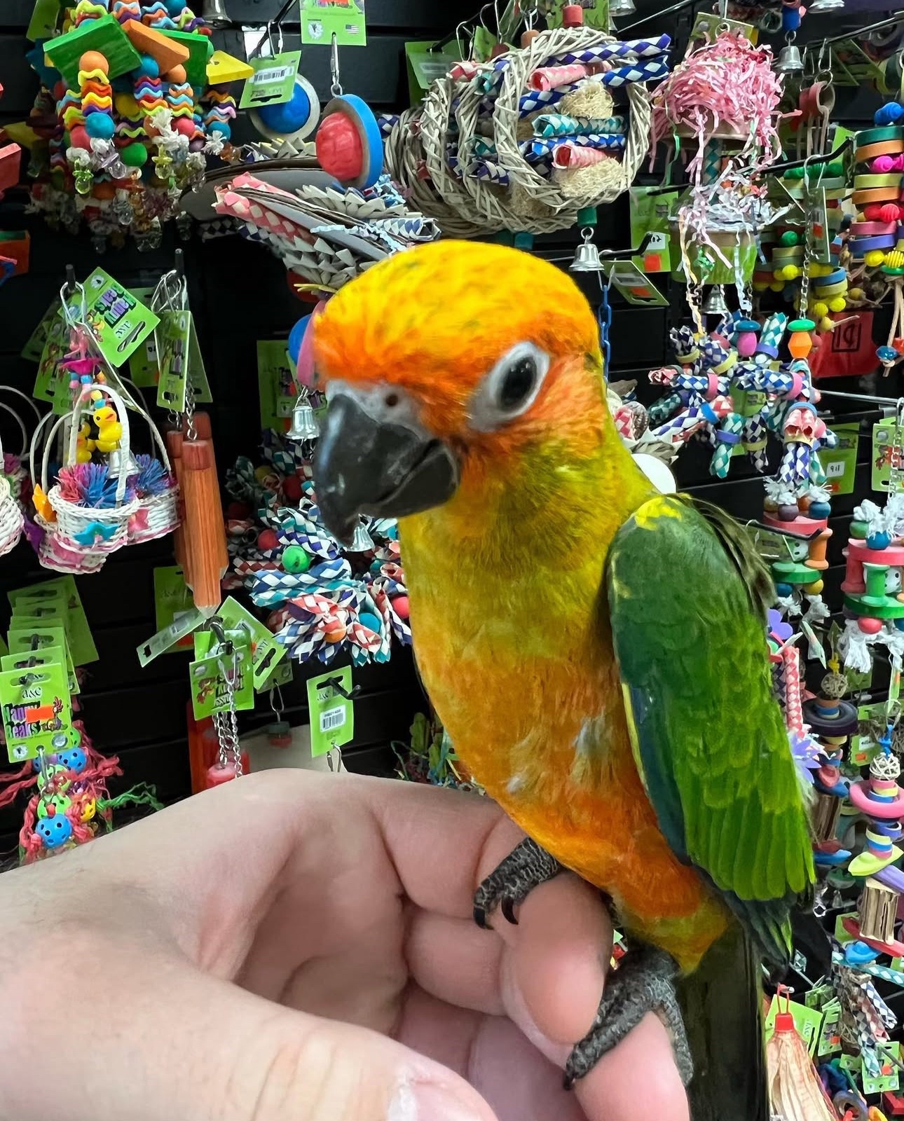 Sun Conure