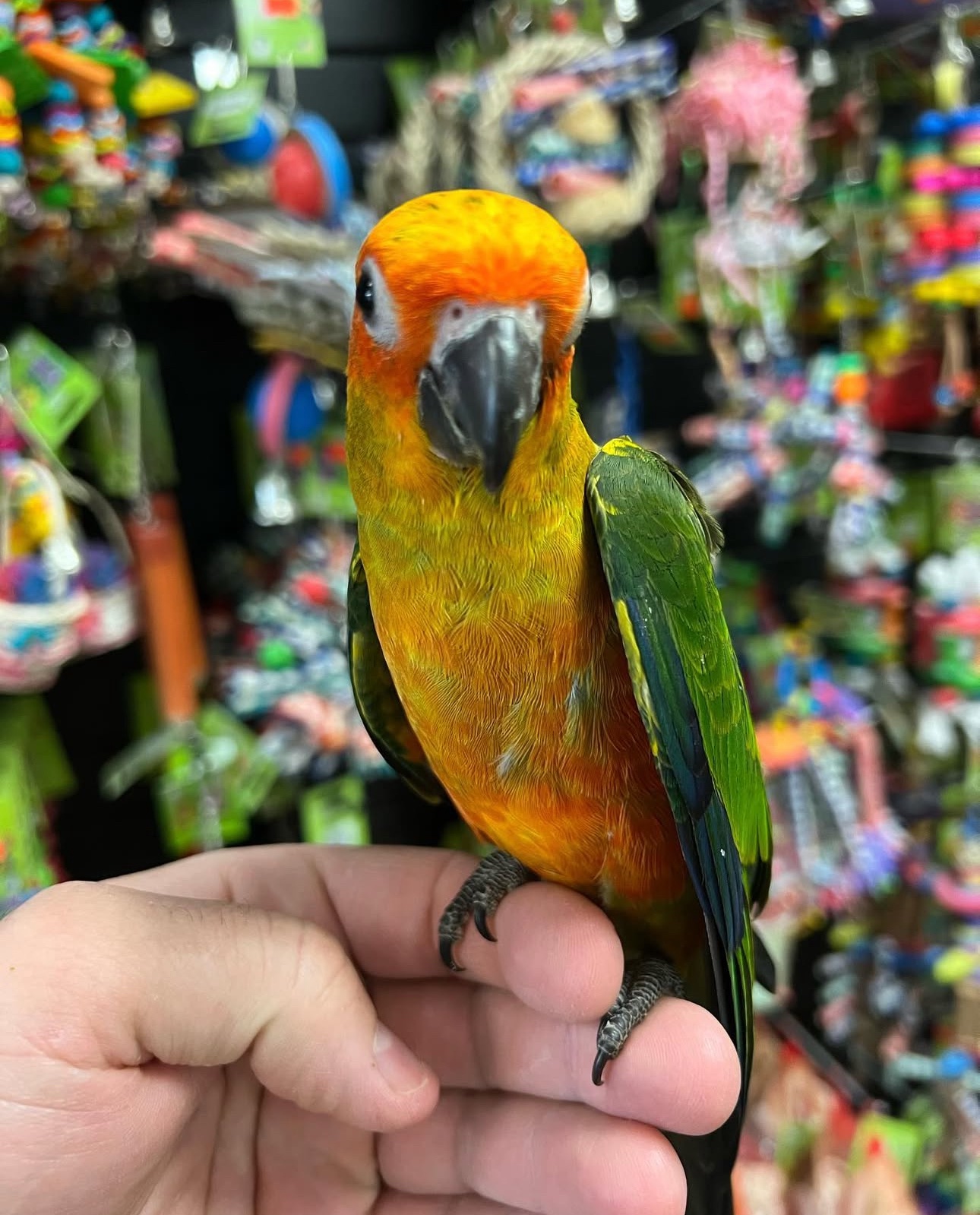 Sun Conure - Image 2