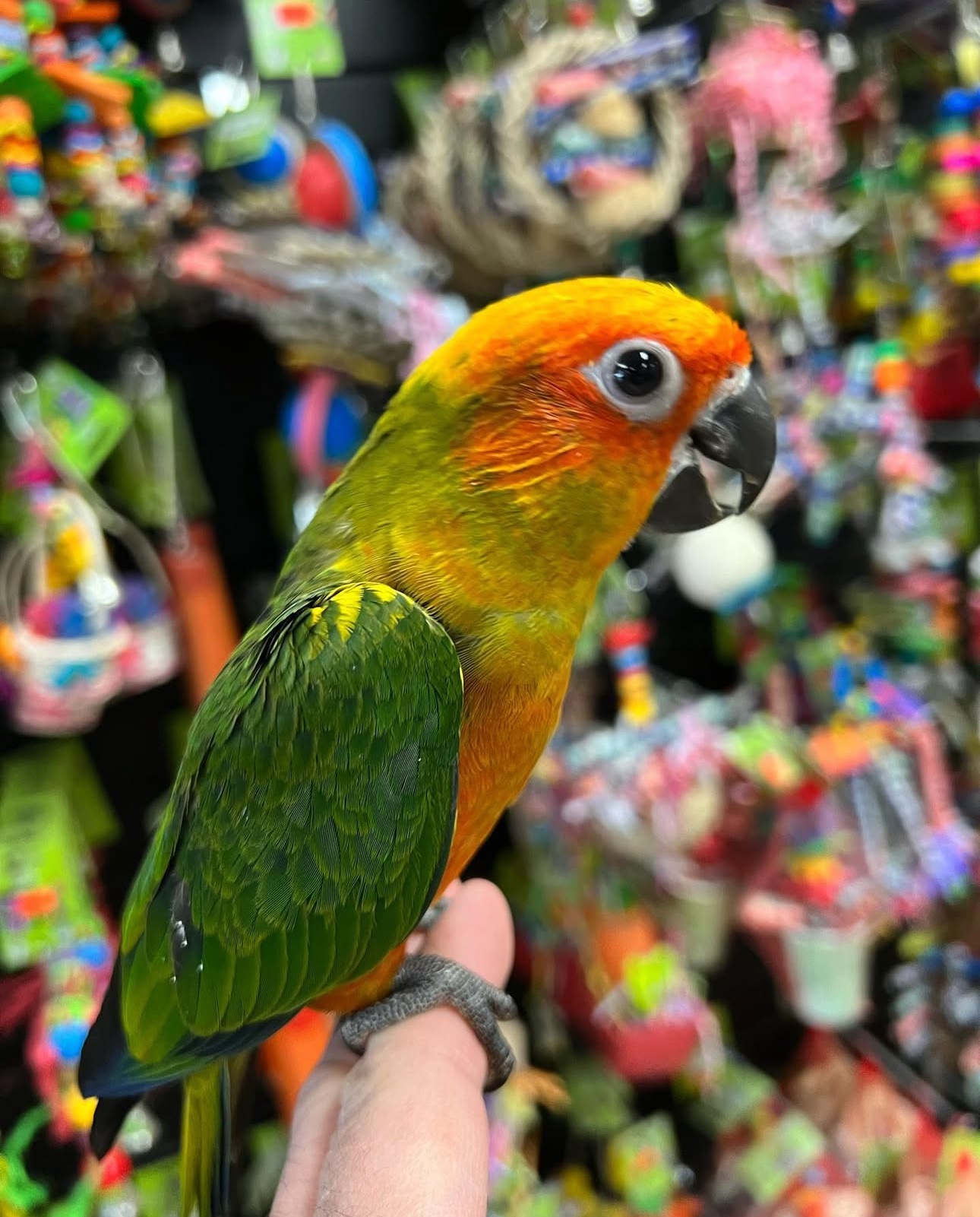 Sun Conure - Image 3