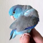 Pacific Parrotlet Blue