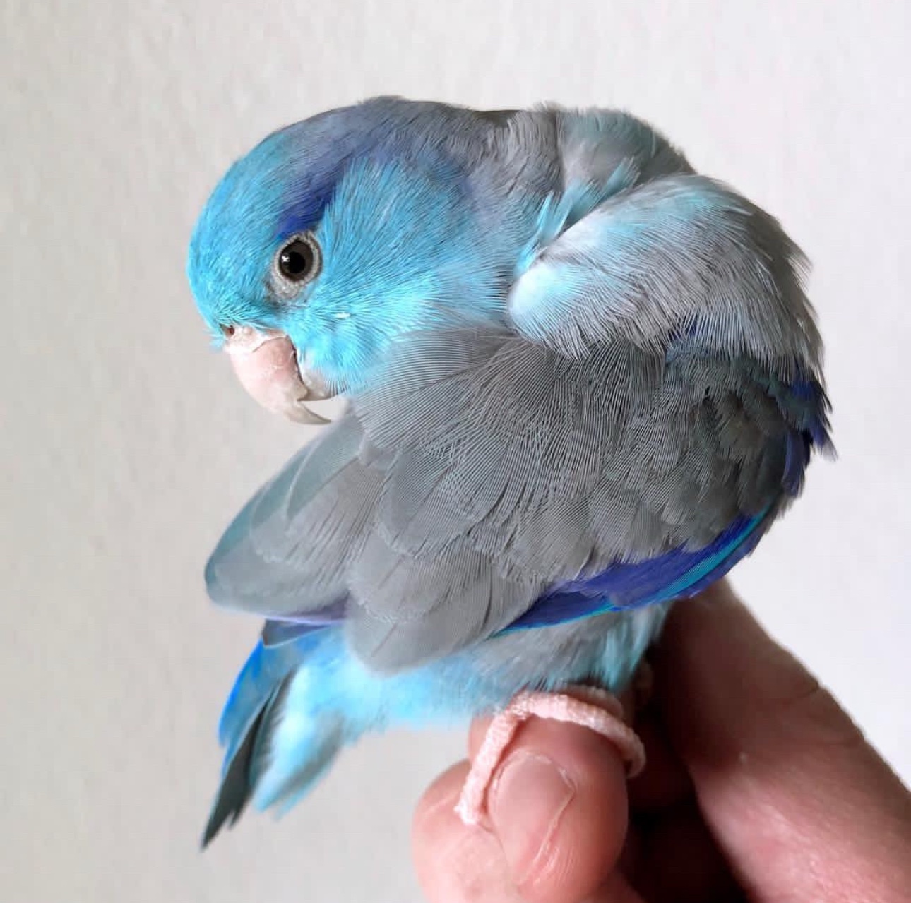 Pacific Parrotlet Blue