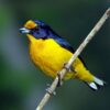 Violaceous Euphonia - Image 2