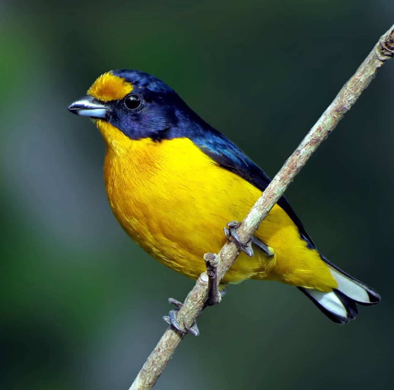 Violaceous Euphonia - Image 2