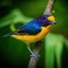 Violaceous Euphonia for sale perched in a natural aviary environment