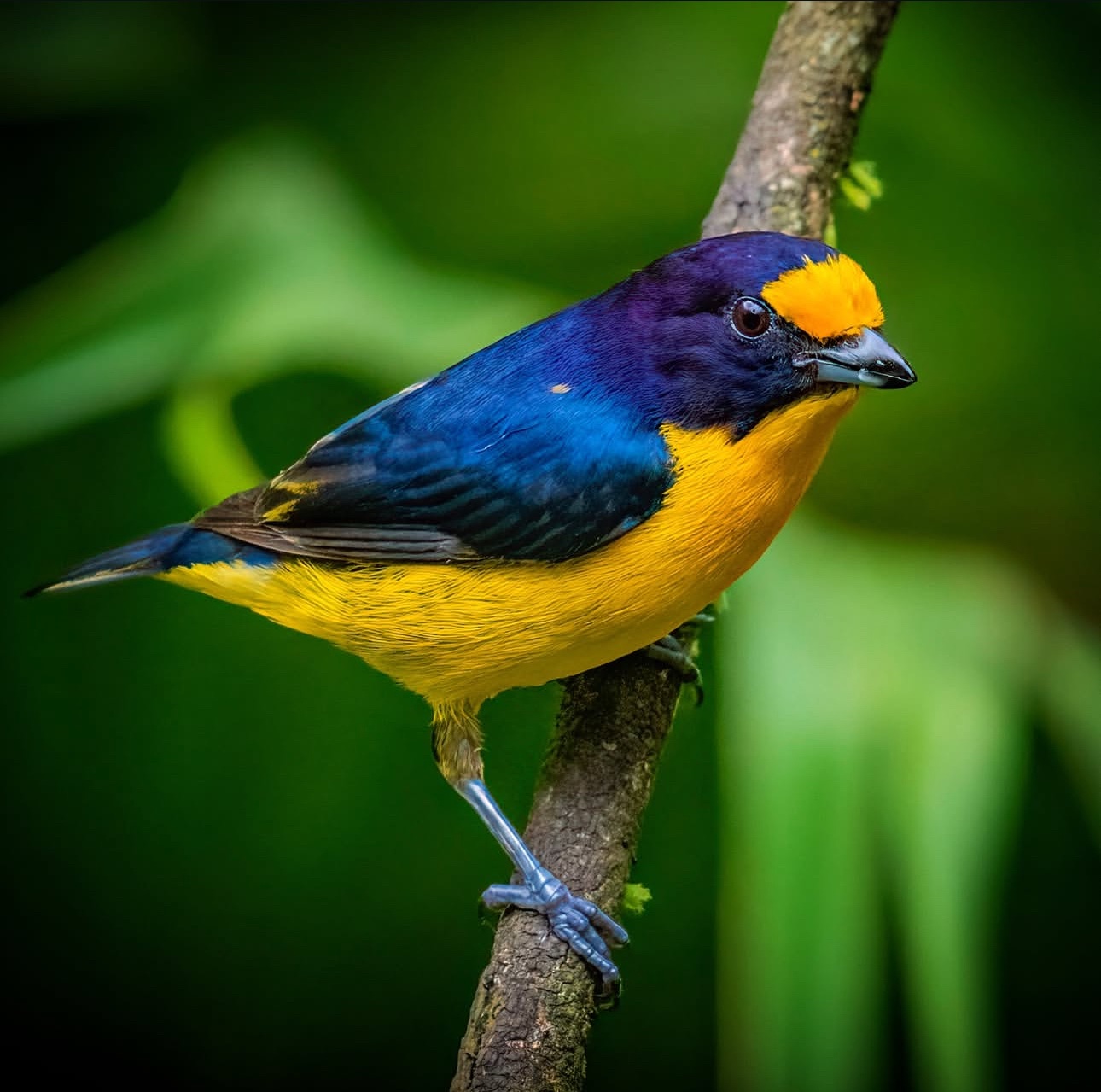 Violaceous Euphonia