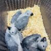 African grey Chicks - Image 5