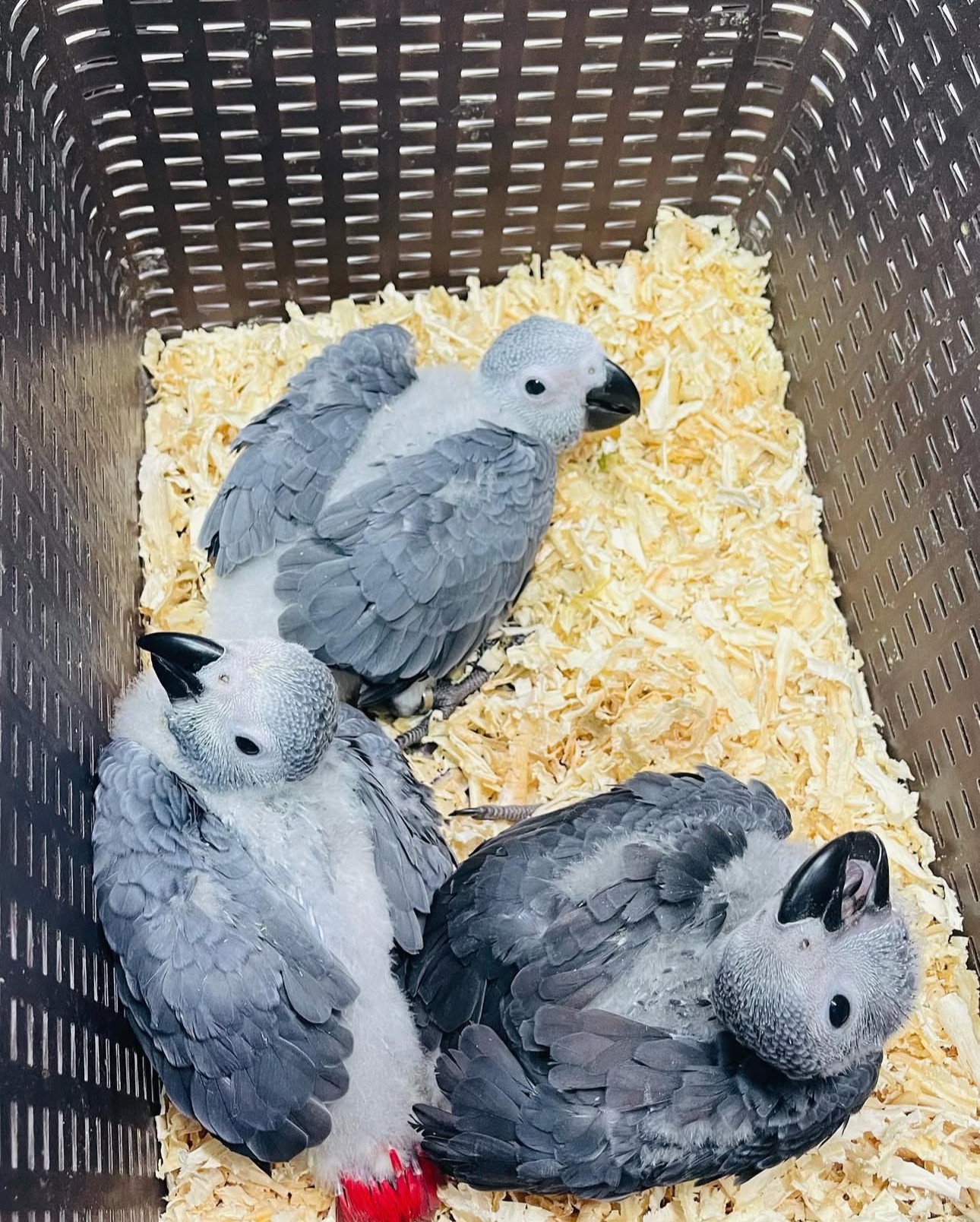 African grey Chicks - Image 5
