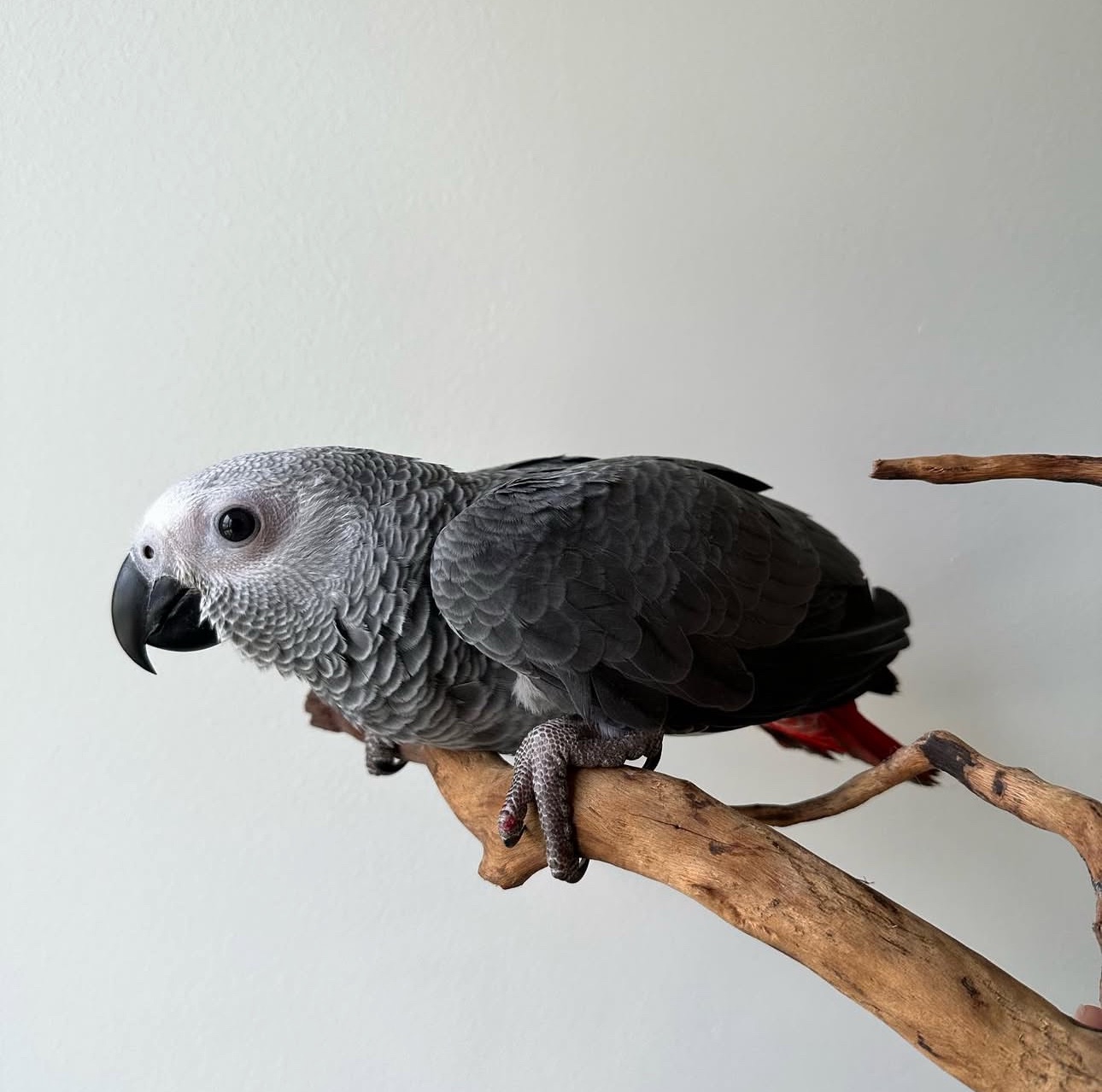 Congo African Grey