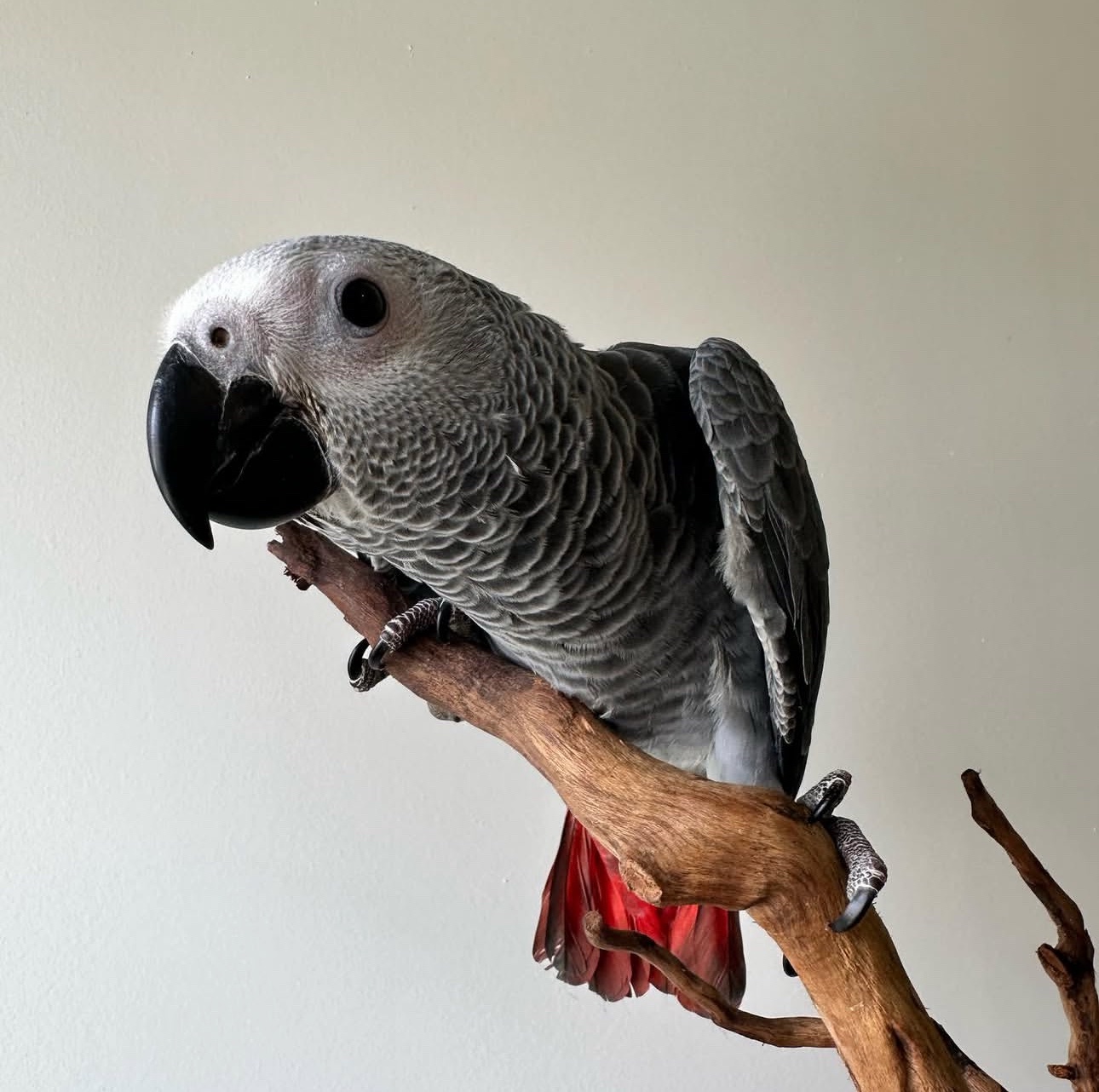 Congo African Grey - Image 2