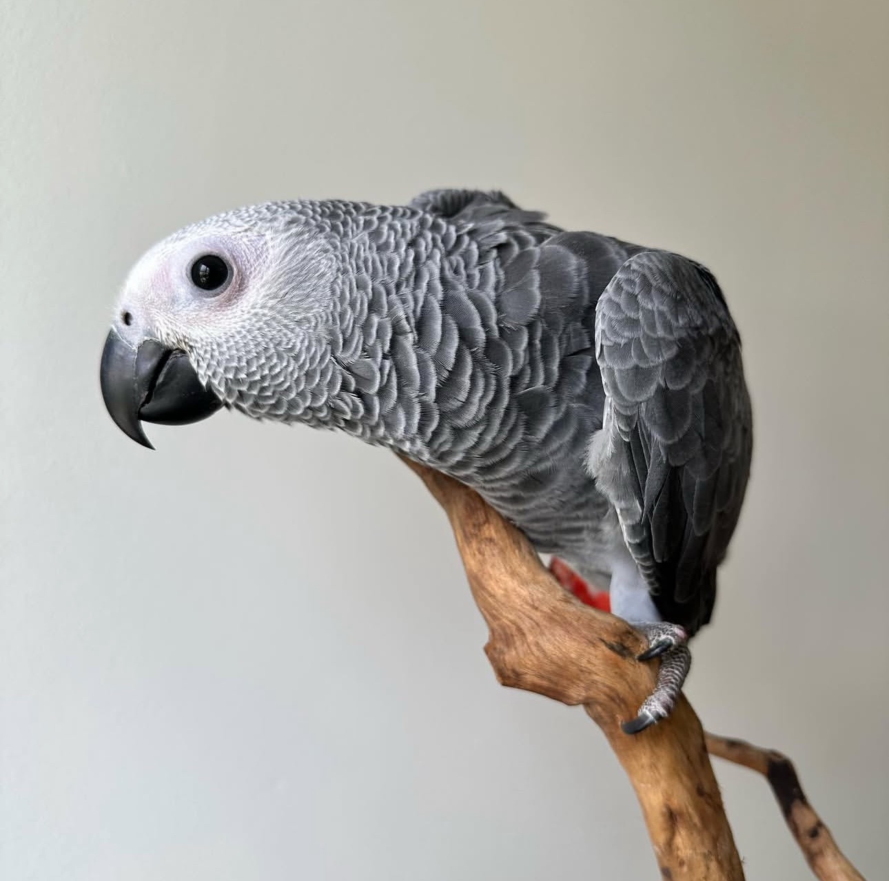 Congo African Grey - Image 3
