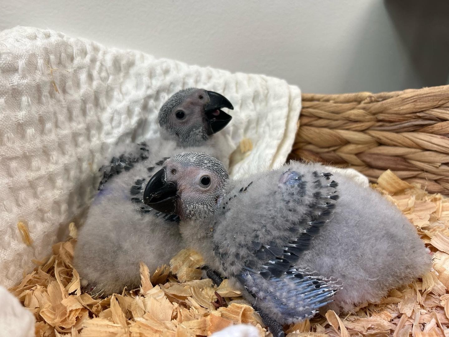 African grey Chicks