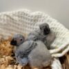 African grey Chicks - Image 2