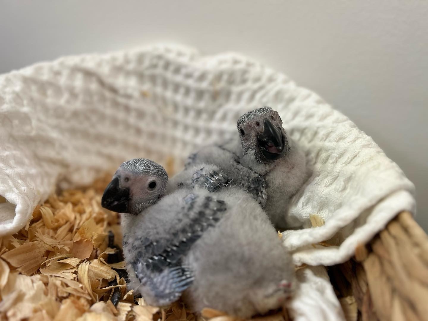 African grey Chicks - Image 2