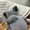 African grey Chicks - Image 3