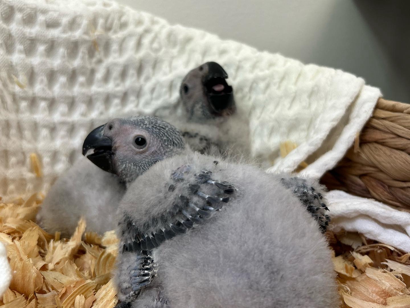 African grey Chicks - Image 3