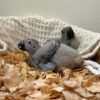 African grey Chicks - Image 4