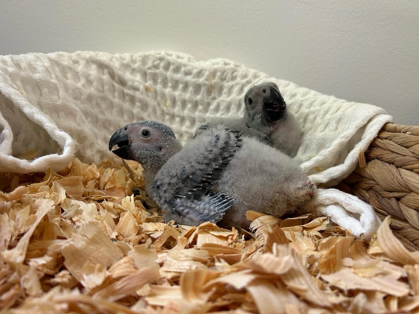 African grey Chicks - Image 4