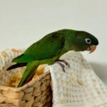 Blue Crowned Conure