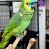 Blue Fronted Amazon Parrot